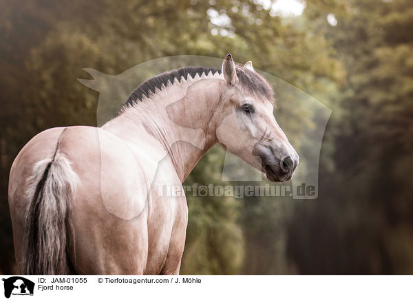 Fjordpferd / Fjord horse / JAM-01055