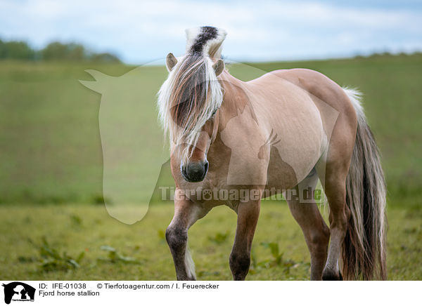 Fjord horse stallion / IFE-01038