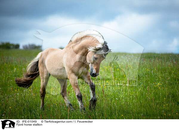 Fjord horse stallion / IFE-01049