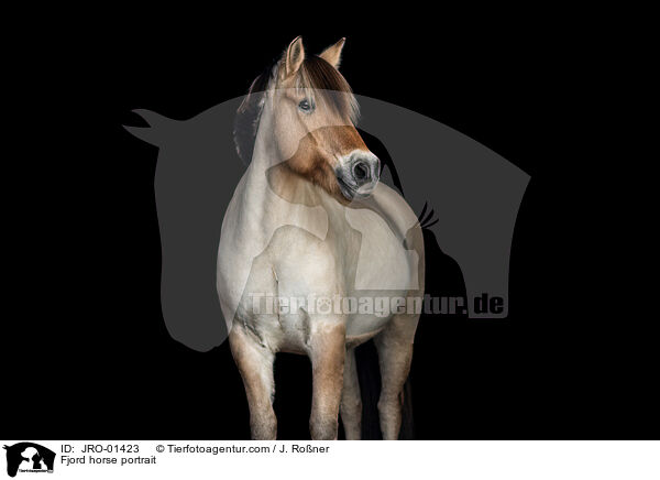 Fjord horse portrait / JRO-01423