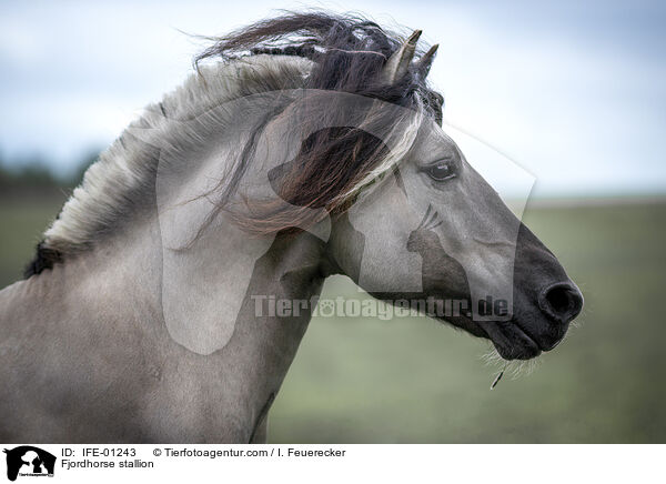 Fjordhorse stallion / IFE-01243