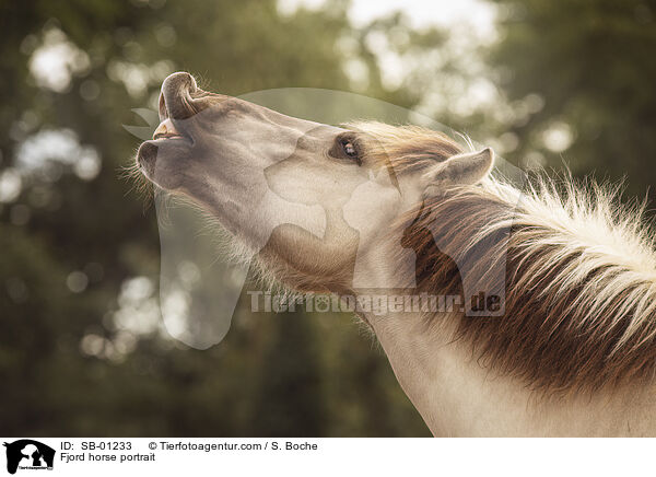 Fjord horse portrait / SB-01233