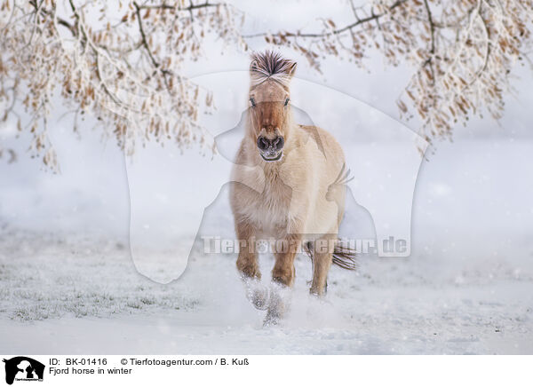 Fjord horse in winter / BK-01416