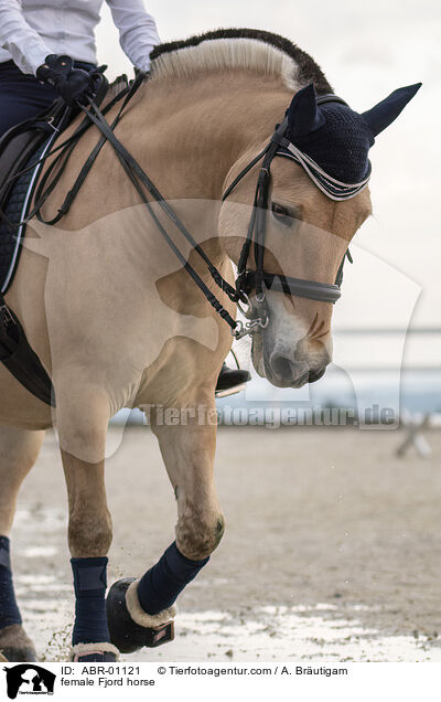 female Fjord horse / ABR-01121