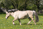 Fjordpferd on meadow