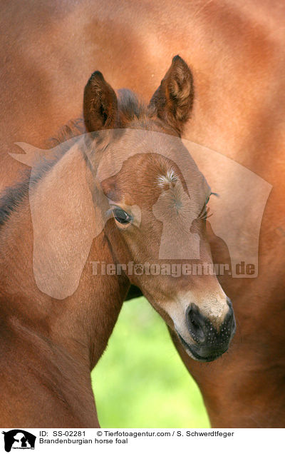 Brandenburgian horse foal / SS-02281