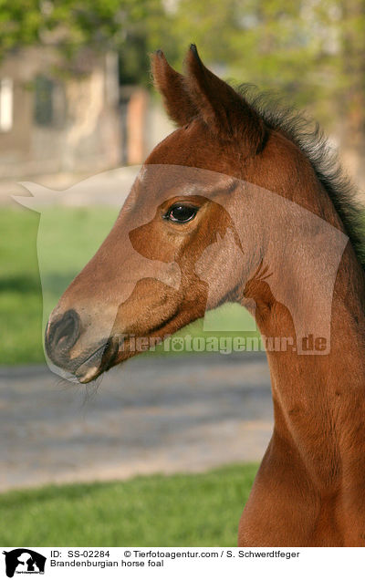 Brandenburgian horse foal / SS-02284