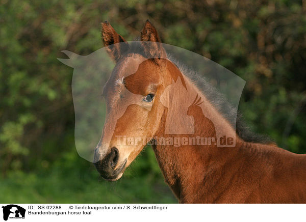 Brandenburgian horse foal / SS-02288
