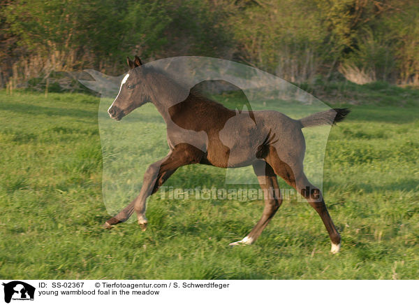 young warmblood foal in the meadow / SS-02367