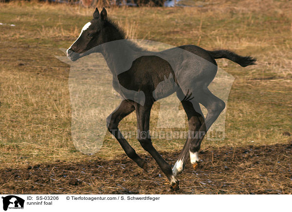 rennendes Fohlen / runninf foal / SS-03206