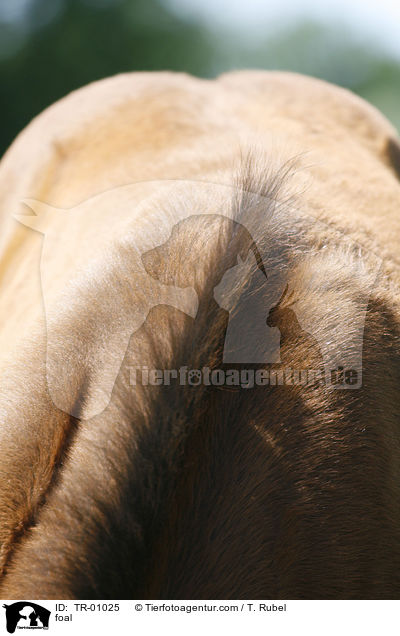 foal / TR-01025