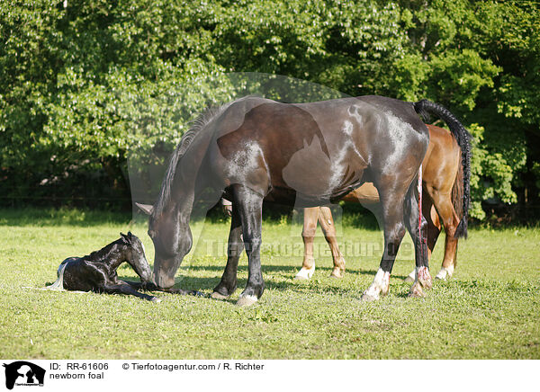 newborn foal / RR-61606