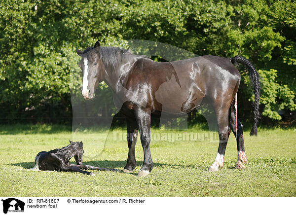 newborn foal / RR-61607