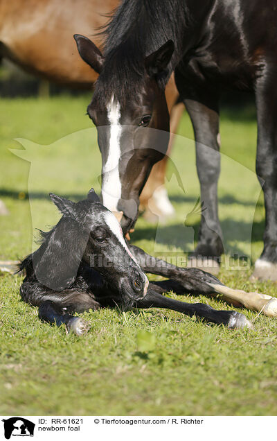 newborn foal / RR-61621
