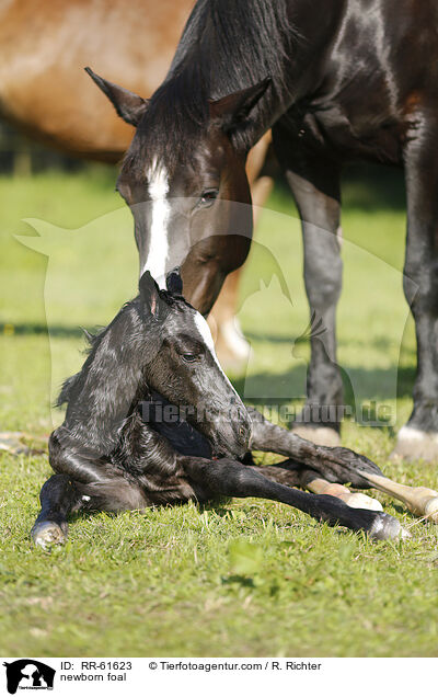 newborn foal / RR-61623