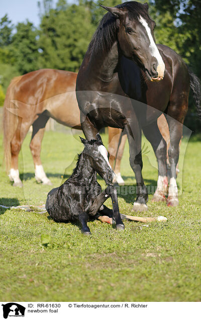 newborn foal / RR-61630