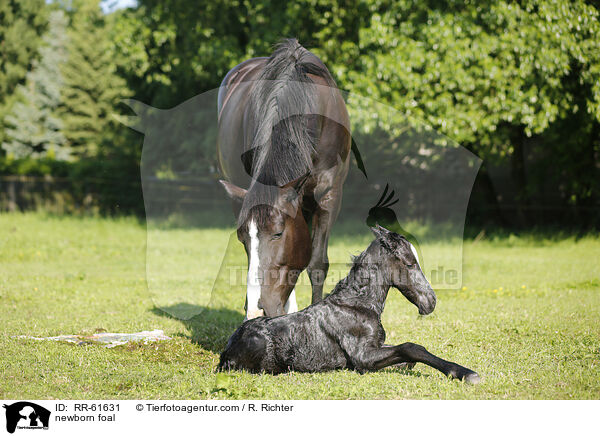 newborn foal / RR-61631