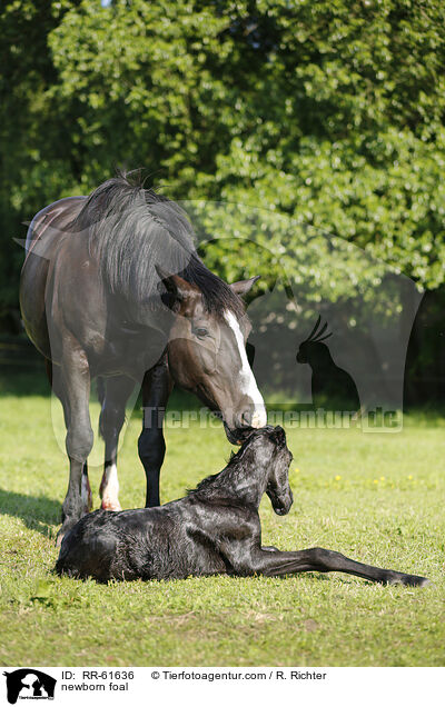 newborn foal / RR-61636