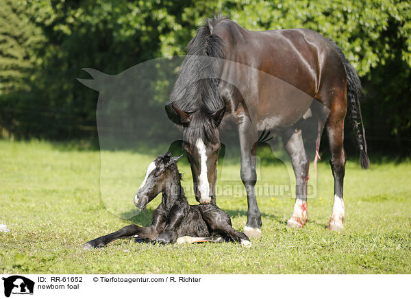 newborn foal / RR-61652