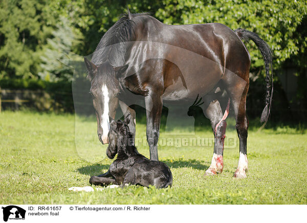 newborn foal / RR-61657