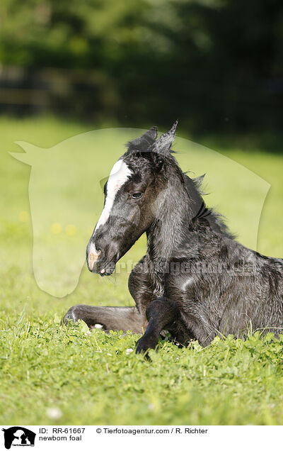 newborn foal / RR-61667