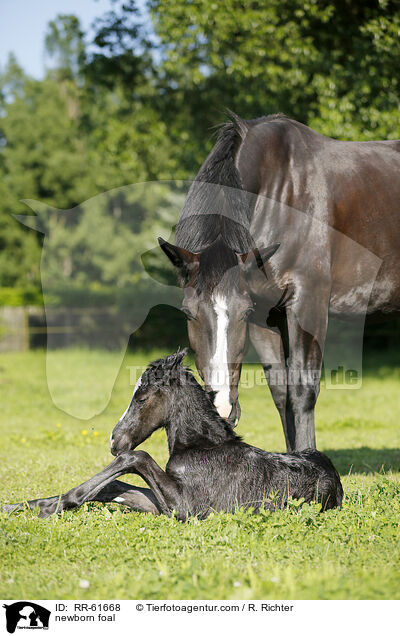 newborn foal / RR-61668