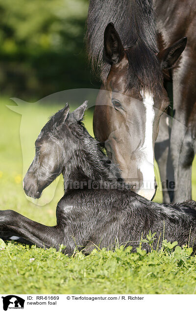 newborn foal / RR-61669
