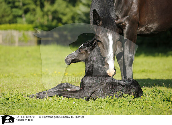 newborn foal / RR-61670