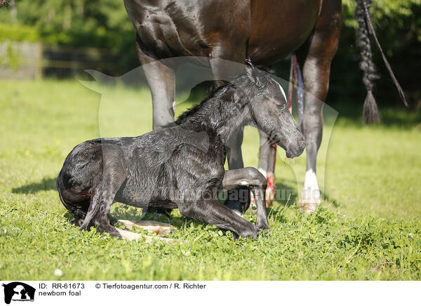 neugeborenes Fohlen / newborn foal / RR-61673
