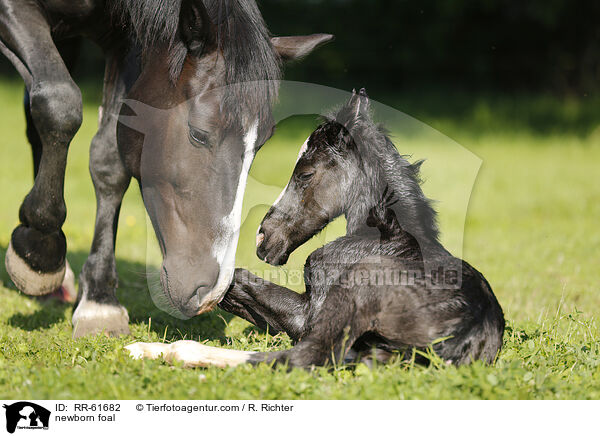 neugeborenes Fohlen / newborn foal / RR-61682