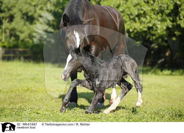 newborn foal / RR-61687