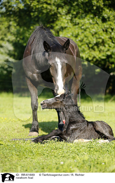 newborn foal / RR-61689