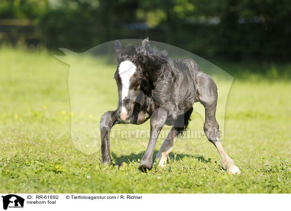neugeborenes Fohlen / newborn foal / RR-61692