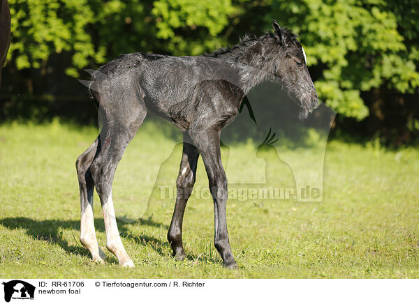 neugeborenes Fohlen / newborn foal / RR-61706