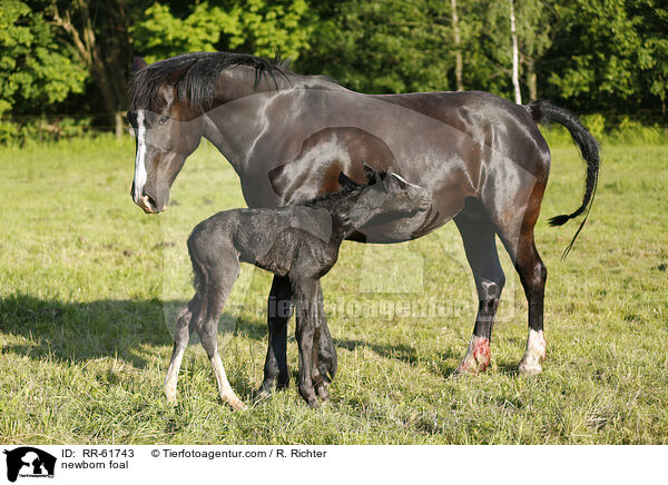 neugeborenes Fohlen / newborn foal / RR-61743