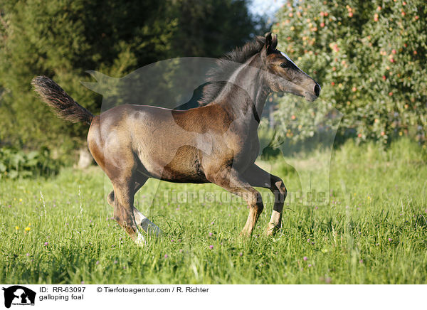 galloping foal / RR-63097