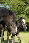 newborn foal