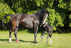 newborn foal