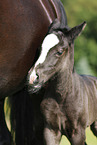 foal