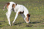 foal