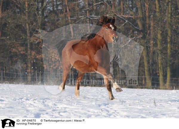 running Freiberger / AP-04670