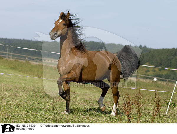 trotting horse / NS-01539