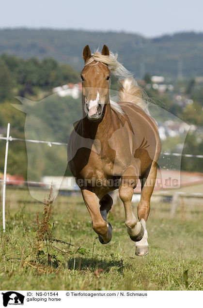 galloping horse / NS-01544