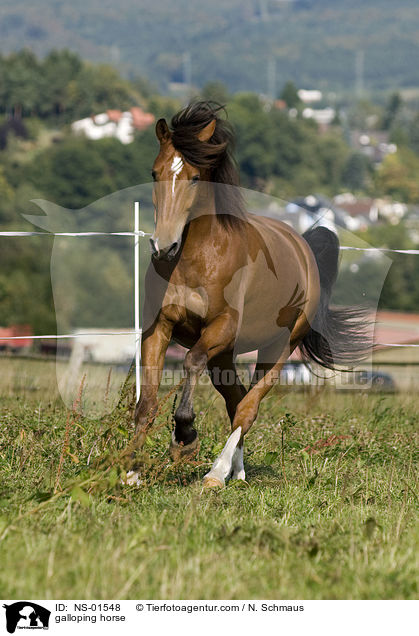 galloping horse / NS-01548