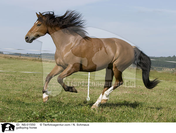 galloping horse / NS-01550