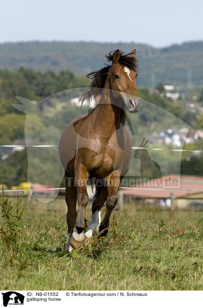 galloping horse / NS-01552