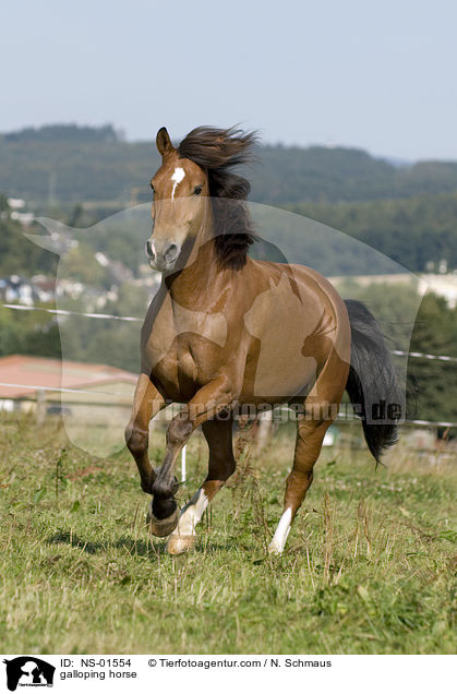 galloping horse / NS-01554