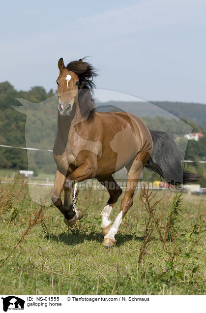 galloping horse / NS-01555