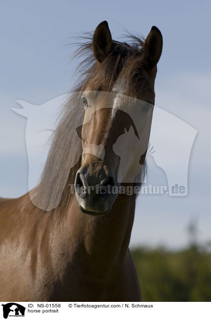 horse portrait / NS-01558