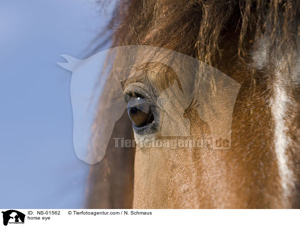 horse eye / NS-01562
